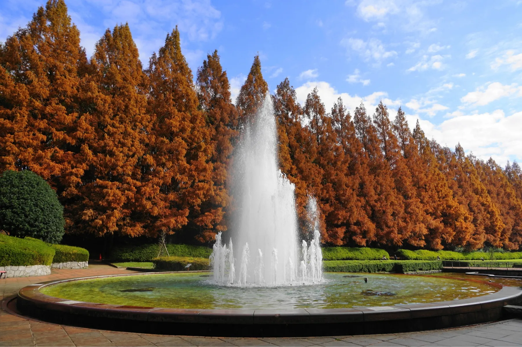 神奈川県立相模原公園の紅葉情報_3