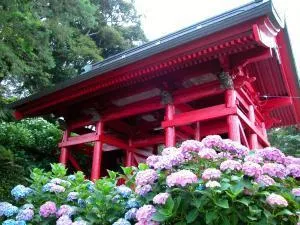 【あじさい・見ごろ】日運寺_1