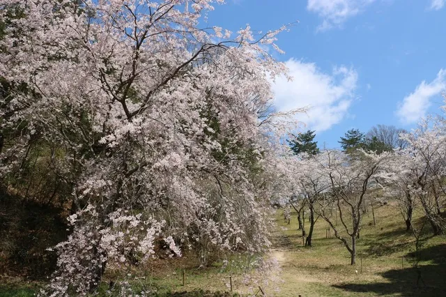 【桜・見ごろ】神戸市立森林植物園