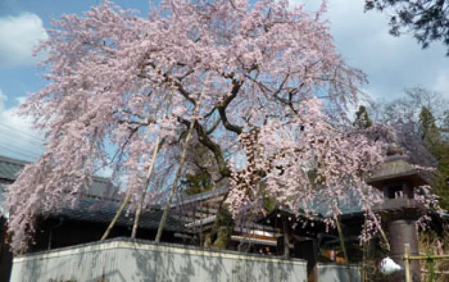 【桜・見ごろ】櫻堂薬師