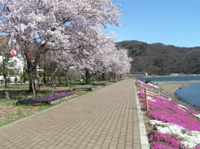 富士・河口湖さくら祭り