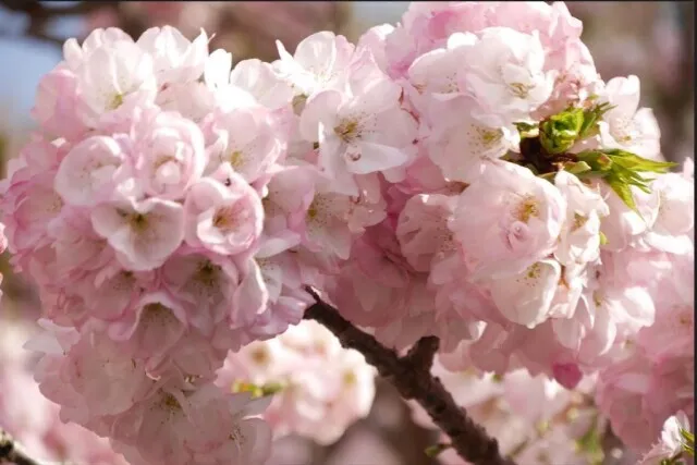 横輪桜まつり