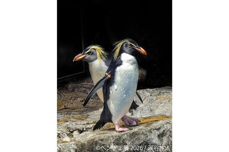 ペンギンと金魚の合同写真展＆イラスト物販展「ペンぎょ展 2026」_2