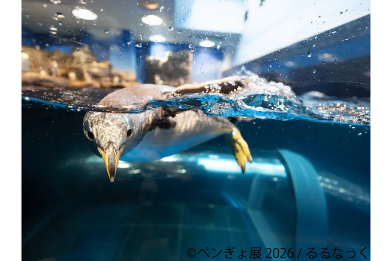 ペンギンと金魚の合同写真展＆イラスト物販展「ペンぎょ展 2026」_3