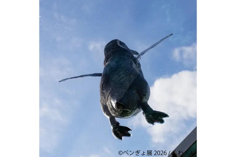 ペンギンと金魚の合同写真展＆イラスト物販展「ペンぎょ展 2026」_4