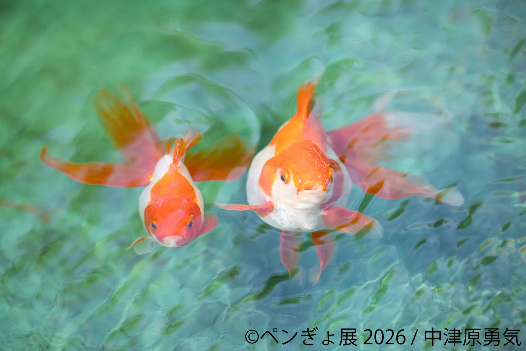 ペンギンと金魚の合同写真展＆イラスト物販展「ペンぎょ展 2026」_5
