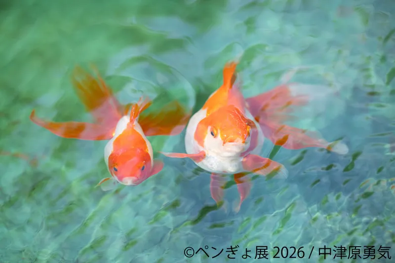 ペンギンと金魚の合同写真展＆イラスト物販展「ペンぎょ展 2026」_5