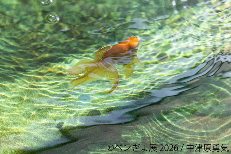ペンギンと金魚の合同写真展＆イラスト物販展「ペンぎょ展 2026」_6