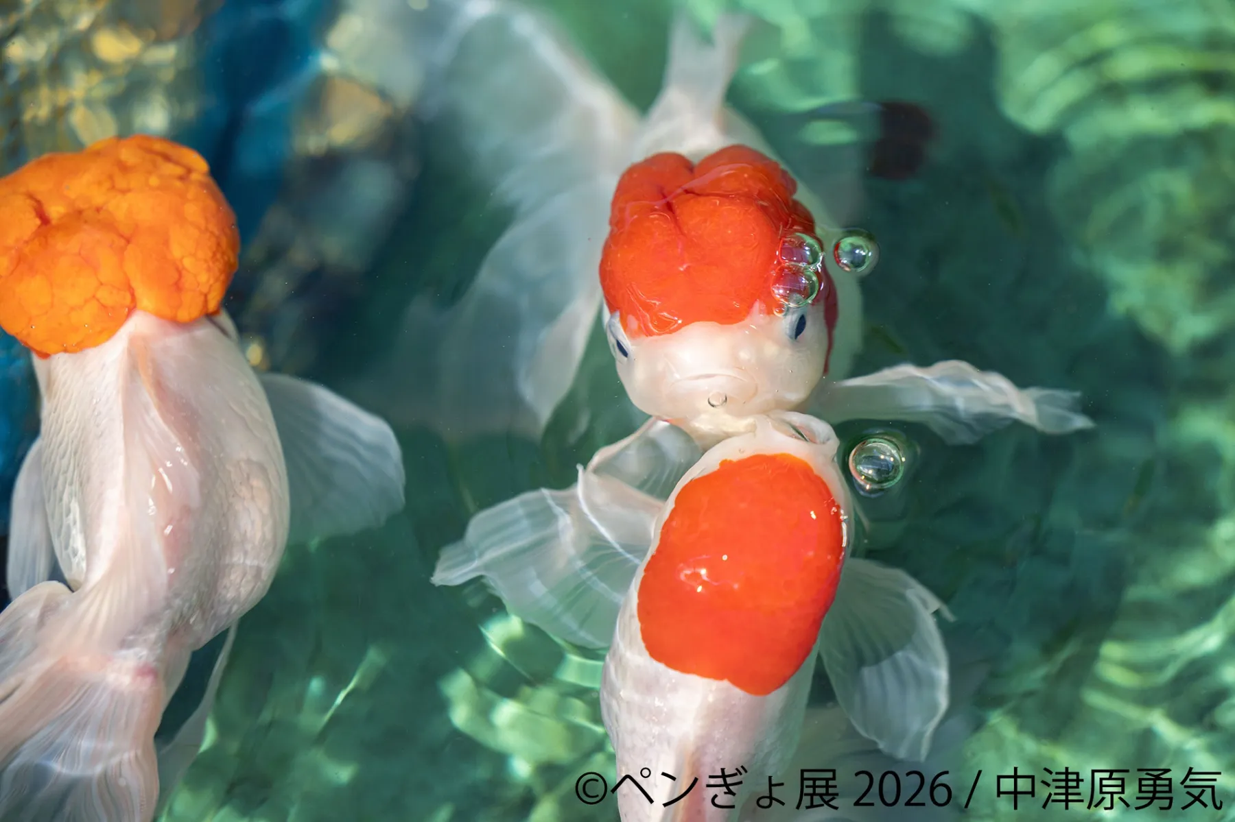 ペンギンと金魚の合同写真展＆イラスト物販展「ペンぎょ展 2026」_7