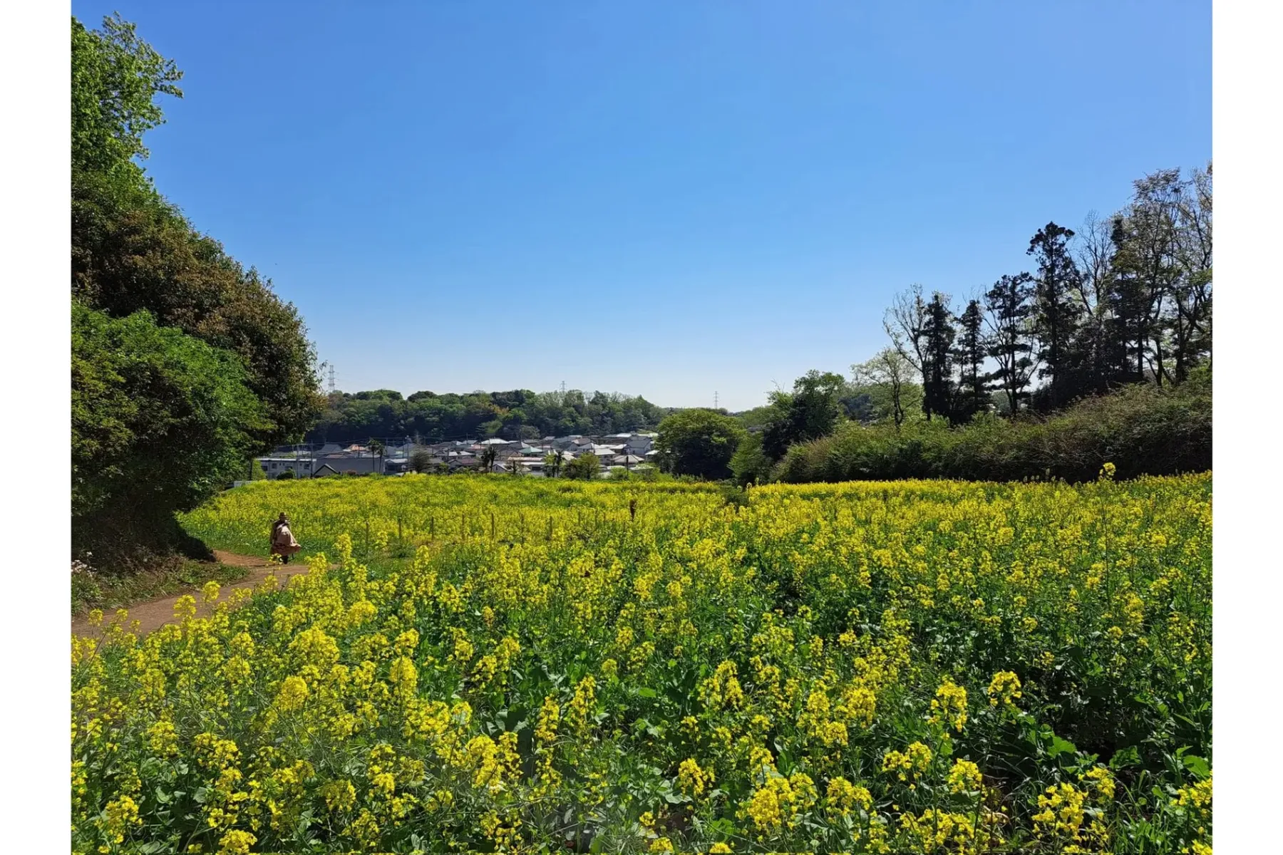 町田薬師池公園四季彩の杜　春フェア2025～花の便り～_3
