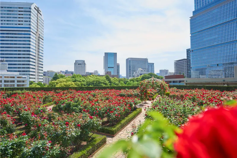 Red Rose Garden Special Month_2