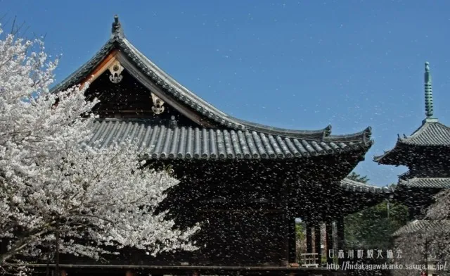 【桜・見ごろ】道成寺