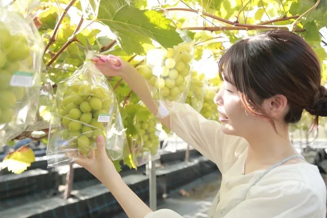 ぶどう狩り