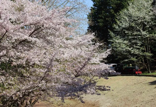 【桜・見ごろ】修善寺虹の郷