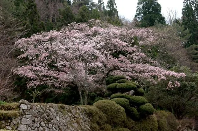 【桜・見ごろ】石橋正光屋敷跡