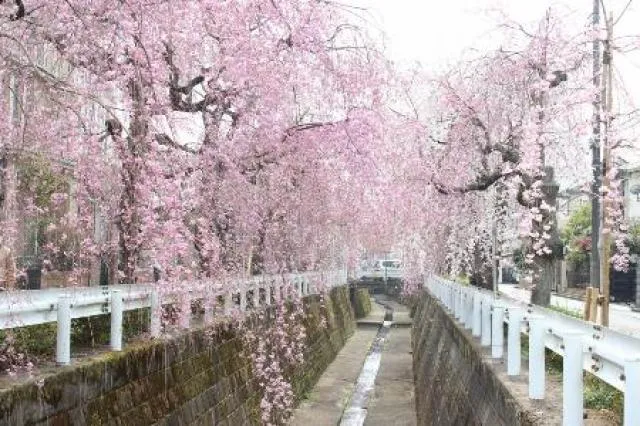 【桜・見ごろ】砂川掘のしだれ桜_1
