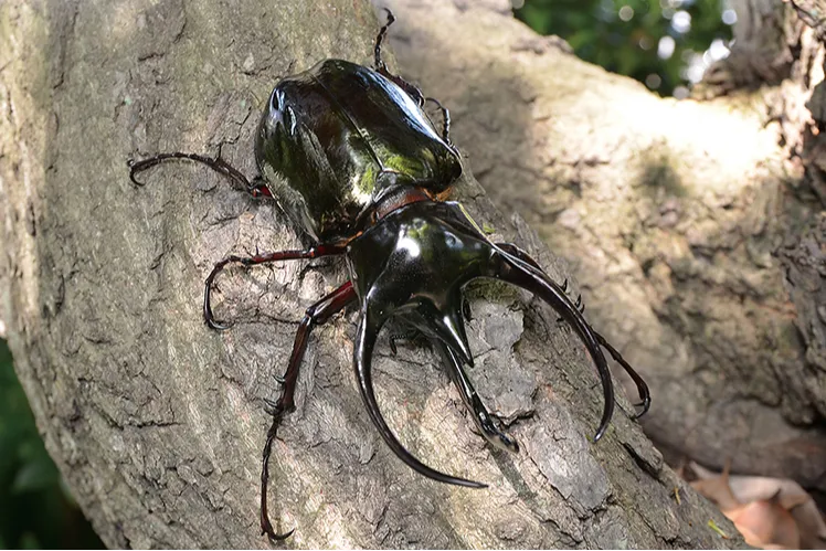 コーカサスオオカブト