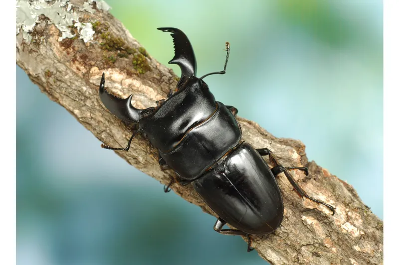 外国産オオヒラタクワガタ