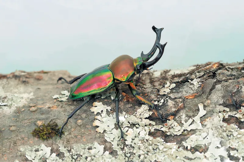 ニジイロクワガタ　生態