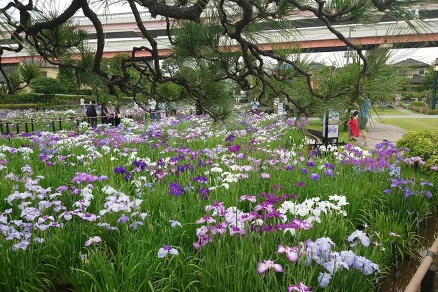 2026葛飾菖蒲まつり（堀切菖蒲園会場）