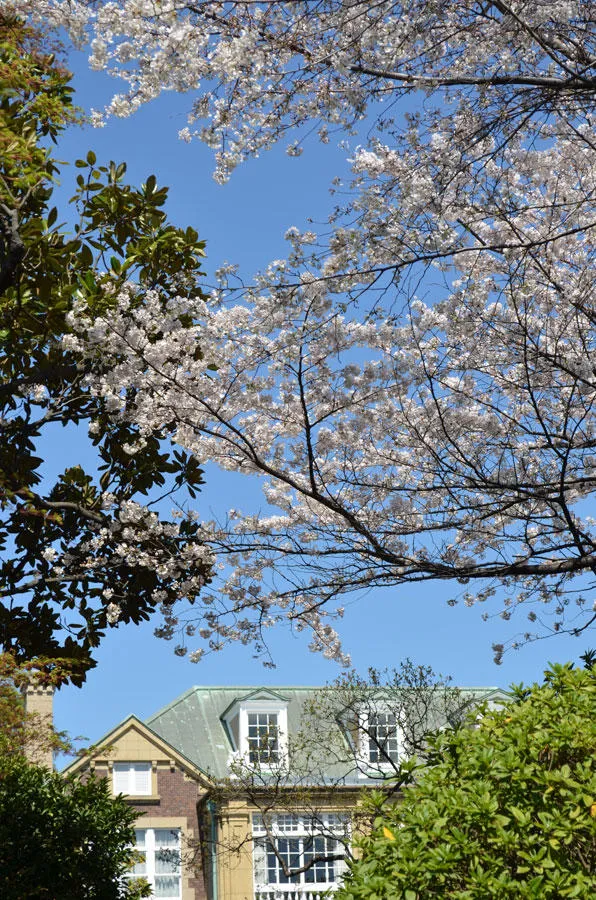 神田川沿いのお花見スポット情報22 レッツエンジョイ東京