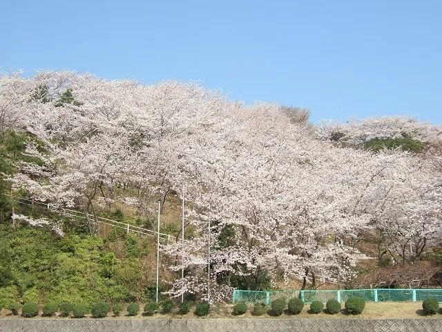 【桜・見ごろ】向山公園