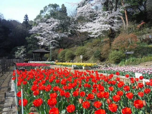 吾妻公園　チューリップまつり