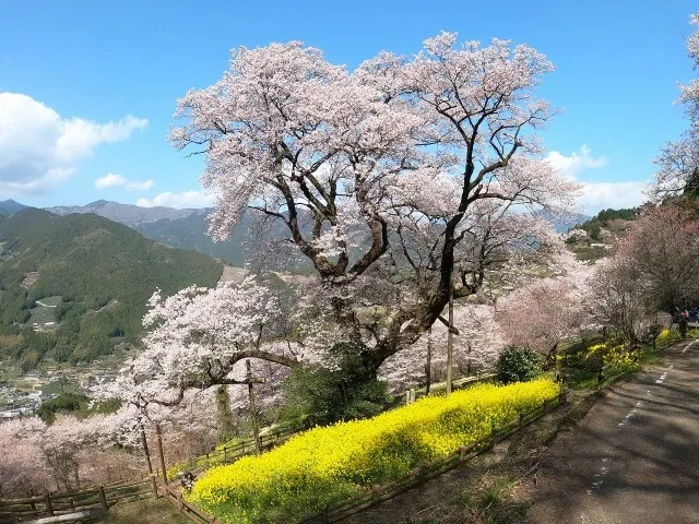 【桜・見ごろ】ひょうたん桜