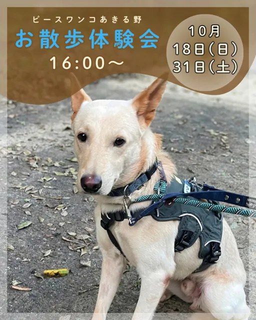 保護犬お散歩体験会
