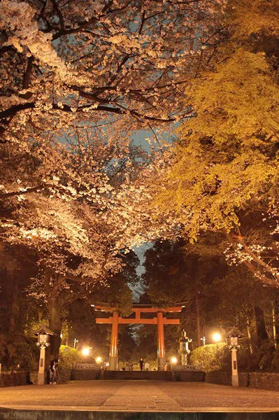 大宮八幡宮　桜祭り_1