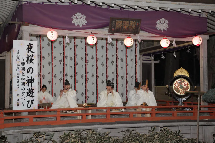 大宮八幡宮　桜祭り_3