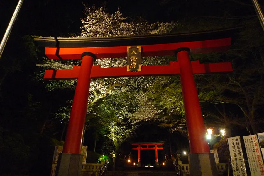 大宮八幡宮　桜祭り_6