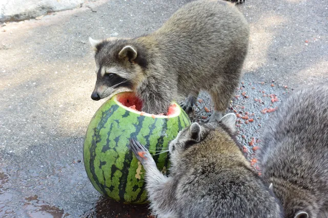 長崎バイオパーク　アライグマのスイカタイム