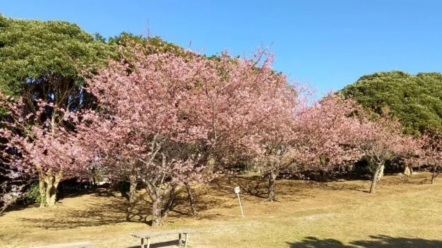 【桜・見ごろ】地球の丸く見える丘 ふれあい広場_1