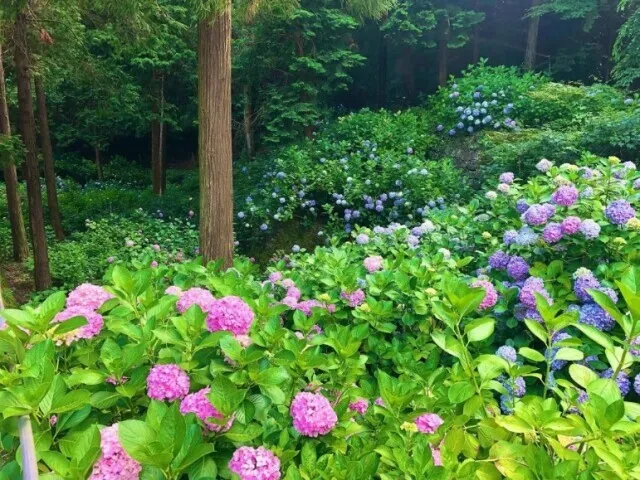 【あじさい・見ごろ】熊谷寺