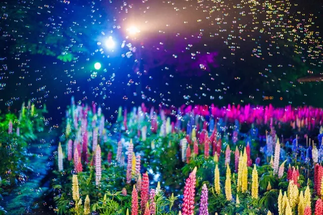 ライトイベントー光と花ーImagination Night 2026_1