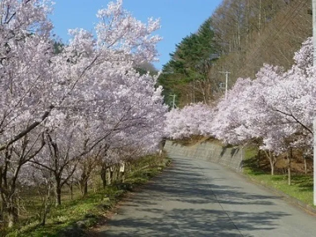 桜・見ごろ】三ツ峠さくら公園の桜並木