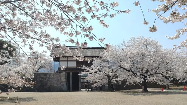【桜・見ごろ】松代城跡