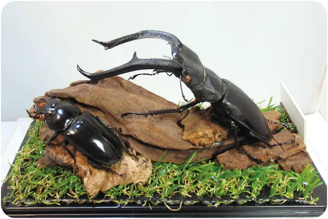 夏の特別企画展「カブトとクワガタ探求展」＆「ふわふわジム」_3