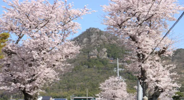 【桜・見ごろ】太郎坊宮参道