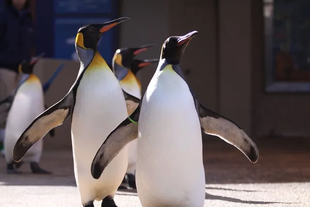 ペンギンの散歩！