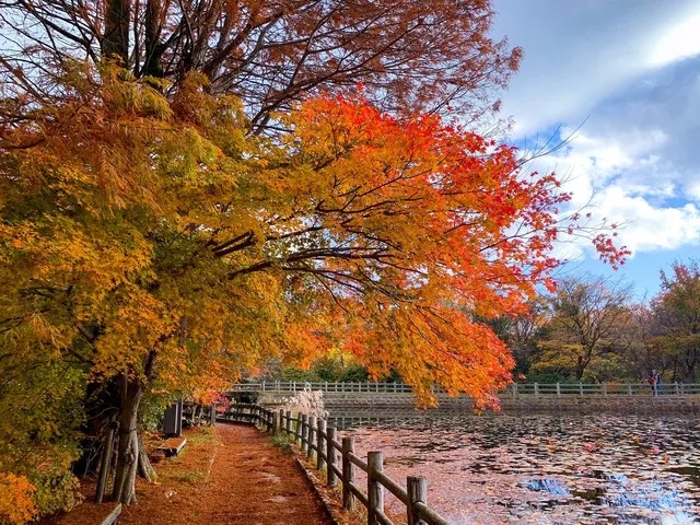 【紅葉・見ごろ】野呂山