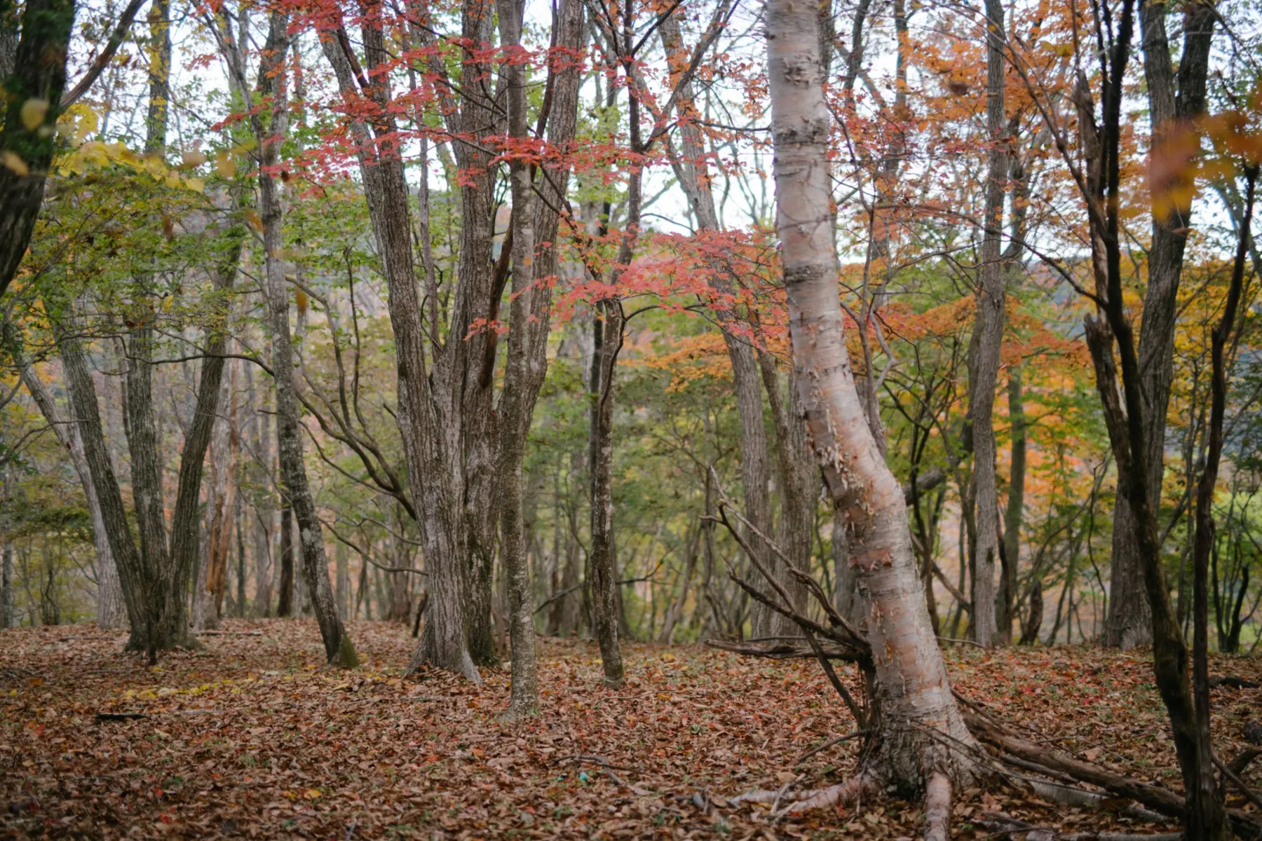 古峰ヶ原高原の紅葉情報_3