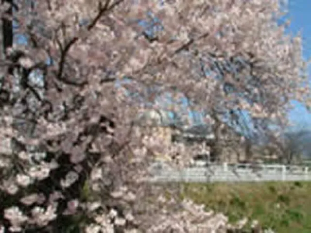 【桜・見ごろ】能蔵池西側