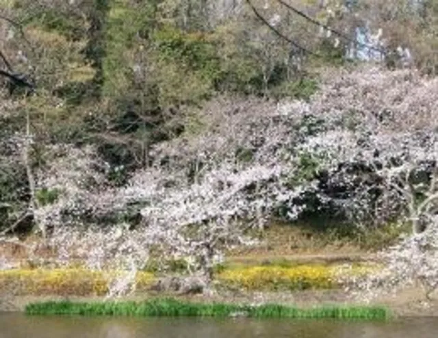 【桜・見ごろ】じゅん菜池緑地_1