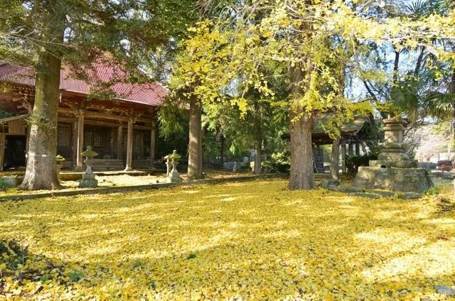 【紅葉・見ごろ】金剛寺大師堂