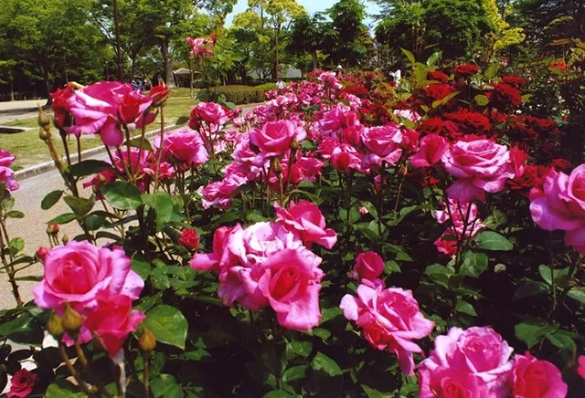 【花・見ごろ】徳島中央公園の春バラ