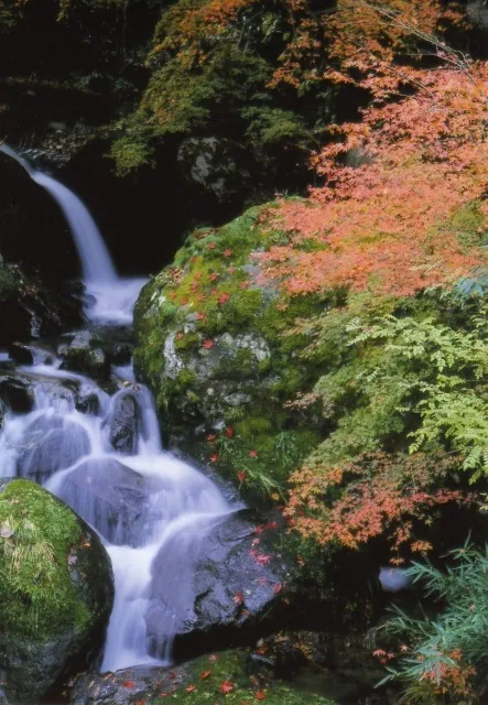 【紅葉・見ごろ】福知渓谷