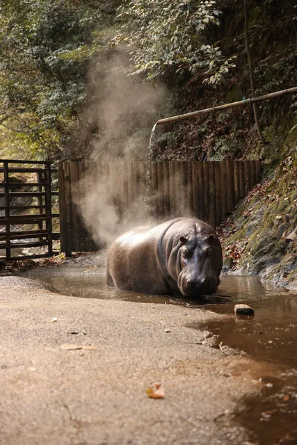 カバの露天風呂