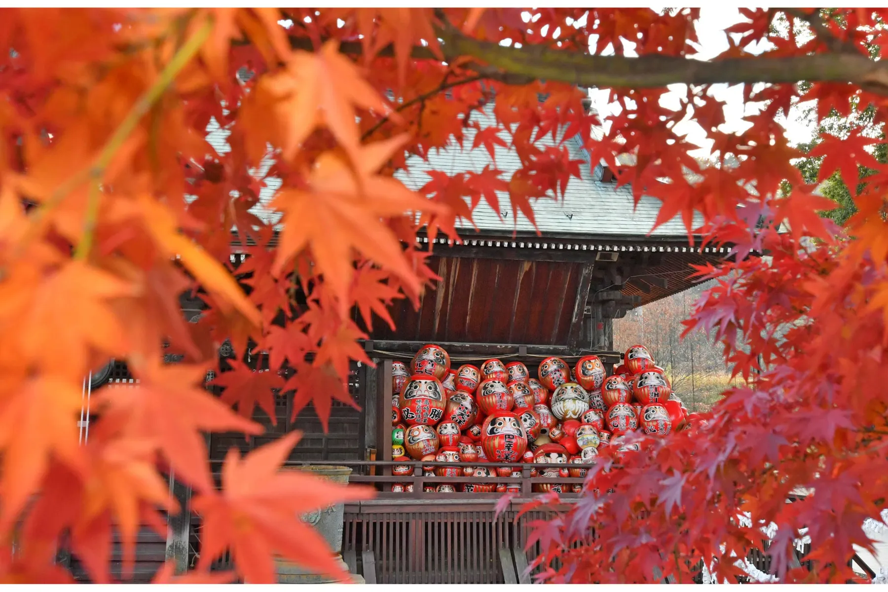 少林山達磨寺の紅葉情報_1